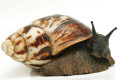 Archachatina marginata marginata Cameroon adult